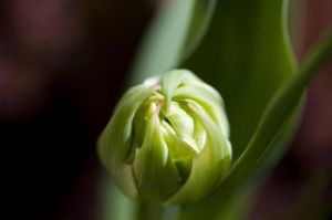 lente 16 april 2013 bloemknop