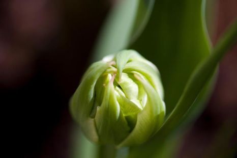 lente bloemknop zen meditatie