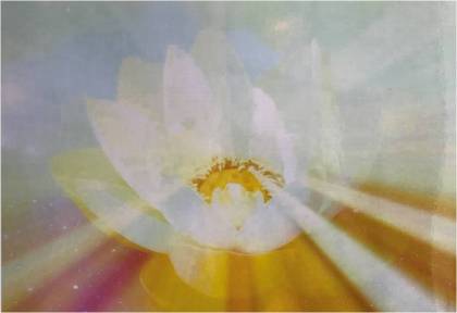 lotus licht